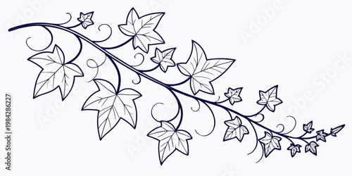 Decorative ivy vine drawing with numerous leaves and swirls hand drawn black and white background botanical decoration ornament illustration climbing seasonal