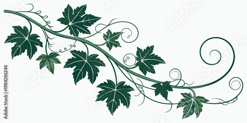 Hand drawn style grape vine illustration with lush green leaves and decorative curling tendrils climbing botanical illustration vineyard vegetation decoration background
