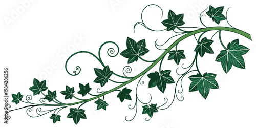 Dark green climbing vine with curly tendrils and pointed leaves for botanical graphic design climbing botanical illustration decoration vegetation environmental background