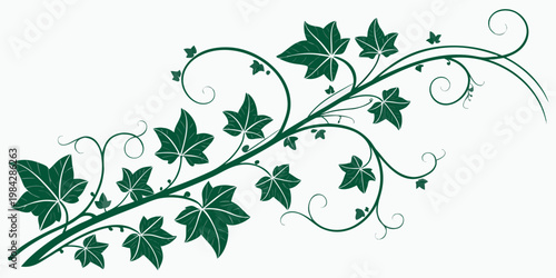 Stylized green ivy vine with sharp pointed leaves and decorative spiral tendrils climbing botanical illustration decoration vegetation background isolated environmental