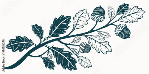 Detailed illustration of an oak branch with acorns and leaves line art plant part botanical woodland illustration decoration stylized isolated seasonal
