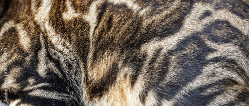 Close-up texture of soft cat fur showing fine details and natural patterns