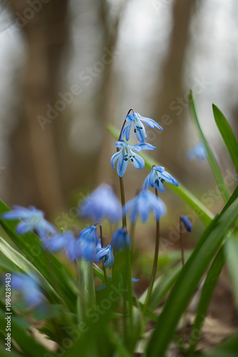 A photograph of the first spring flowers in the forest.
