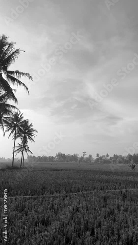 Black and White Beautiful Tropical Landscape with Mountain and Rice Field