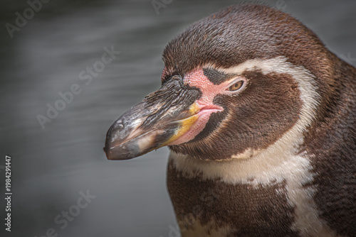 Humboldt Penguin Portrait Close-up with Copy Space