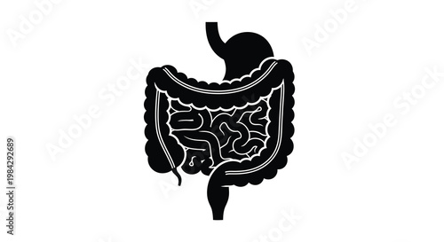 Anatomical illustration of the human intestines a digestive system component