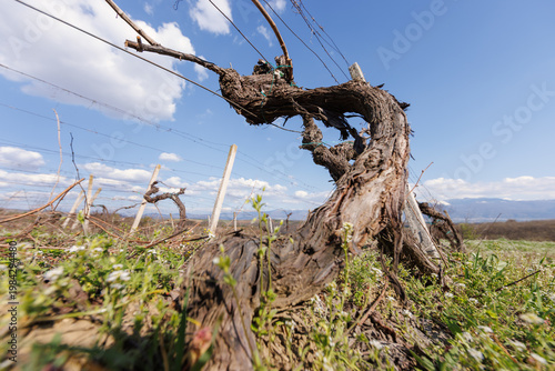 gnarled vine trunk in a low angle shot in spring time