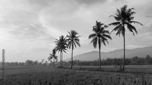 Black and White Beautiful Tropical Landscape with Mountain and Rice Field