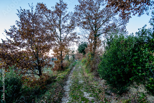 Fotografie Dirt road between trees in rural landscape