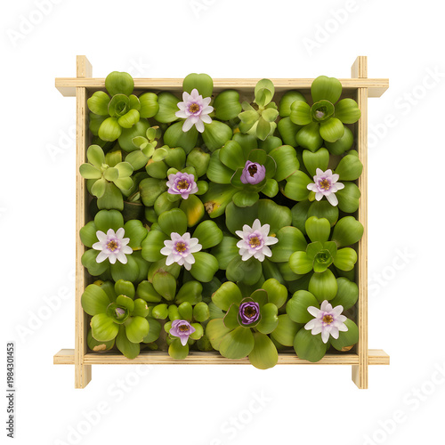 Potted green plants, purple flowers, wooden planter box, indoor gardening, floral arrangement