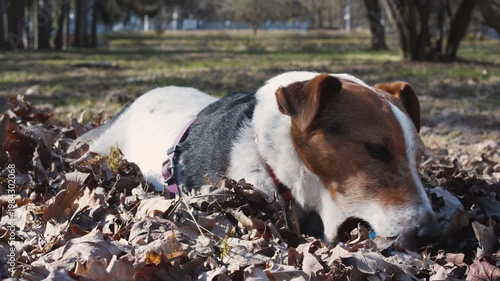Jack Russell Terrier playing with a ball in dry leaves. Happy dog enjoying outdoor activity in a park, autumn setting, natural light.