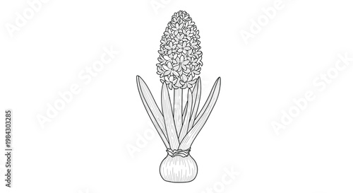 A detailed botanical illustration of an allium plant showing the fibrous leaves and the developing flower stalk emerging from the bulb.