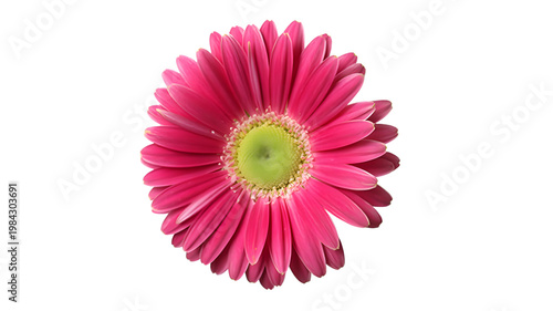Pink Gerbera daisy flower, hot pink petals, floral decoration, isolated on white