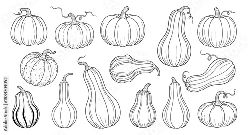 A collection of various pumpkins and winter squash illustrations for autumn harvest decoration and fall season themes.