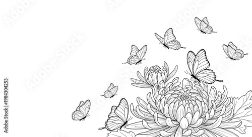 Elegant line art illustration of delicate butterflies flying around a large chrysanthemum flower in a beautiful natural setting.