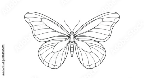 Detailed line art illustration of a beautiful butterfly with intricate wing patterns and delicate antennae against a white background.