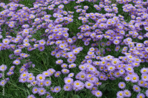 Profuse violet flowers of Erigeron speciosus in June