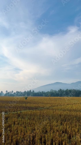 Beautiful Landscape with Mountain and Golden Rice Field