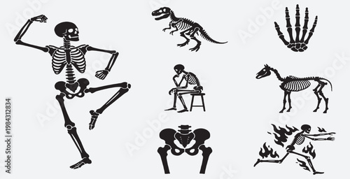 Collection of diverse skeletal illustrations including a dancing human skeleton, dinosaur, horse, hand, and pelvis.