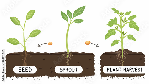 Vegetable growth stages from seed to harvest illustrating plant development