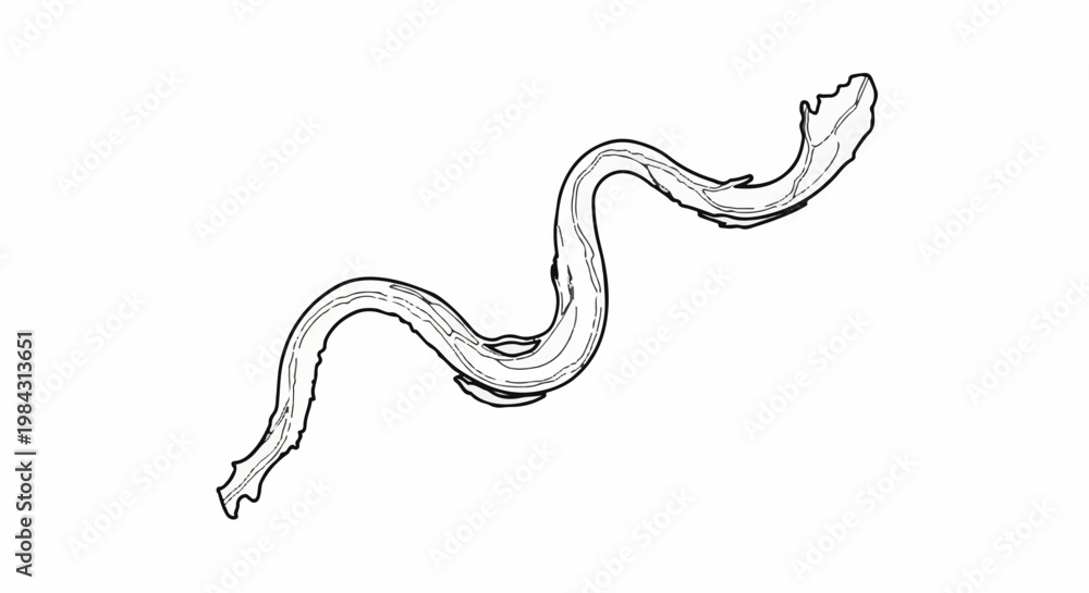 Fototapeta premium Organic, flowing, wavy branch or root illustration with textured detail