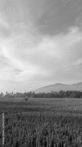 Black and White Beautiful Landscape with Mountain and Rice Field