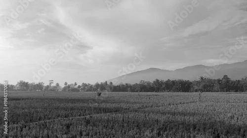Black and White Beautiful Landscape with Mountain and Rice Field