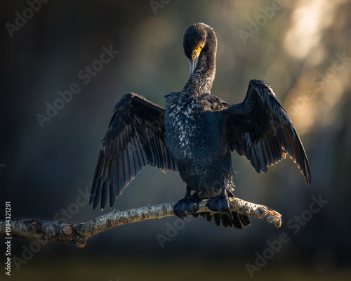 Εκτύπωση καμβά Beautiful portrait for cormorant stand on branch
