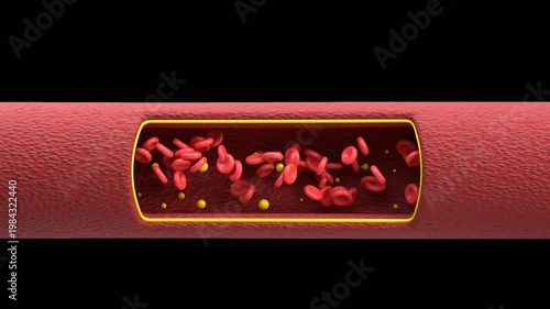 3D Blood Vessels | Alpha Channel