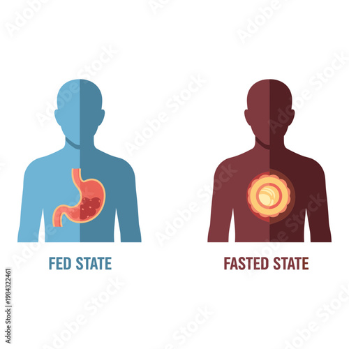 Comparison of human body states in fed and fasted conditions Vector, illustration
