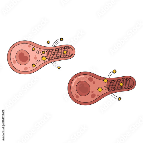 Diagram of cell division stages in a single-celled organism with radiating particles Vector, illustration