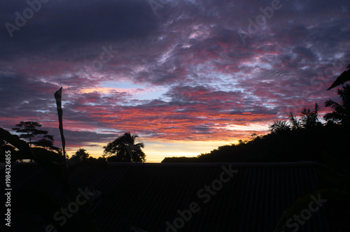silhouette of a tree in the sunset