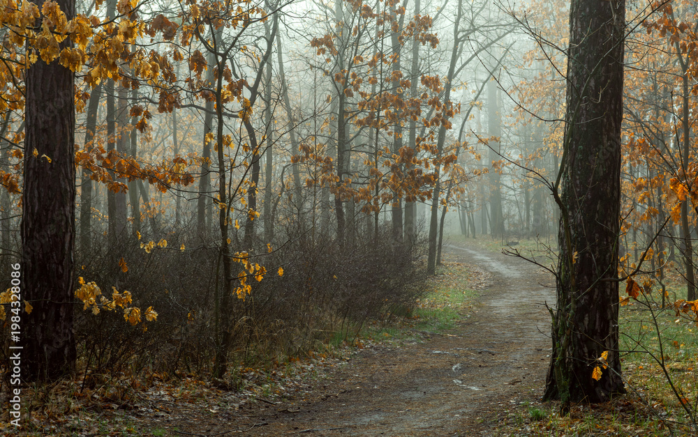 Fototapeta premium Morning fog enveloped the forest. The orange, dry oak leaves contrast beautifully against the gray haze. Forest walks. Hiking.