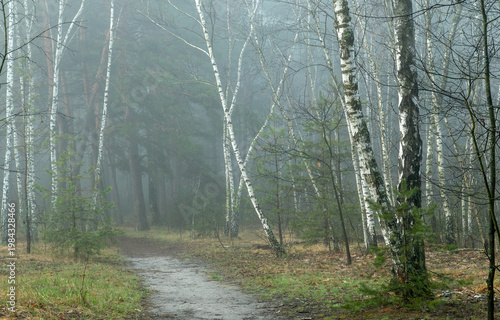 Morning fog enveloped the forest. The leafless birches stand out with their white bark. Walks in the forest. Hiking.
