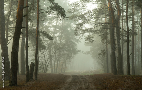 Morning fog enveloped the forest. Walks in the forest. Hiking.