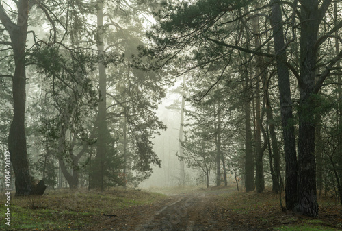 Morning fog enveloped the forest. Walks in the forest. Hiking.
