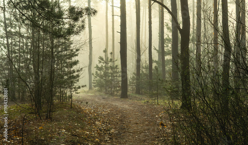 Morning fog enveloped the forest. Walks in the forest. Hiking.