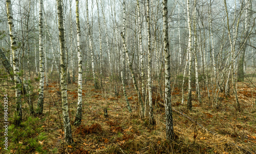Morning fog enveloped the forest. The leafless birches stand out with their white bark. Walks in the forest. Hiking.