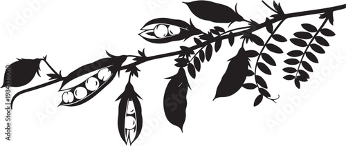 Black silhouette pea plant, vector illustration, legume branch, botanical icon