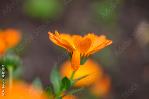 Macro Close Up of Calendula Flowers in Bloom
