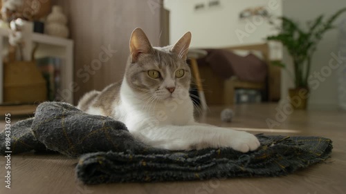Alert house cat resting on cozy blanket