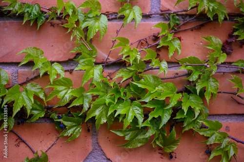 Parthenocissus Tricuspidata Leaves and Suction Cup Tendrils Close Up