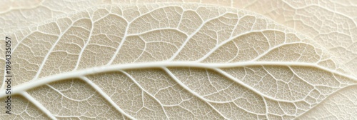 Delicate and Intricate Leaf Veins Captured in Fine Detail, Elegant Nature Close-Up Study Background