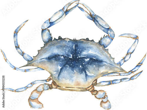 Watercolor Blue Crab Illustration, marine life animal clipart
