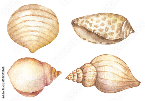 Watercolor Seashells Illustration Set, marine life object clipart