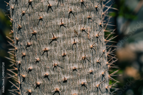 Fotografie Pachypodium plant, a unique succulent species known for its thick trunk and spiny structure, native to arid regions and popular as an ornamental plant