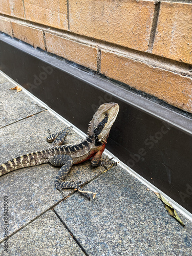 Close-up view of lizard on the pavement.
