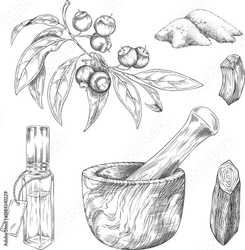 Sandalwood tree products sketch collection vector set, hand drawn engraved leaves and seed, oil flask, powder and sticks