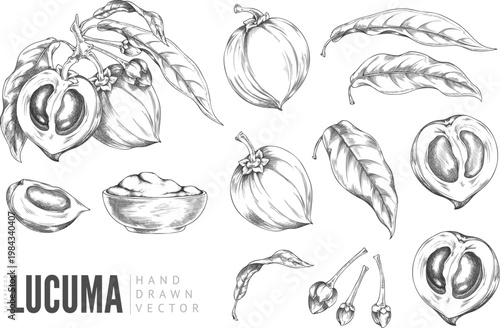 Lucuma fruit cut and whole, bowl of powder sketch vector set, superfood, hand drawn engraved eggfruit product, harvest