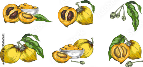 Set of lucuma fruits: on a branch, half, whole, powder, and seeds, hand-drawn watercolor sketch.